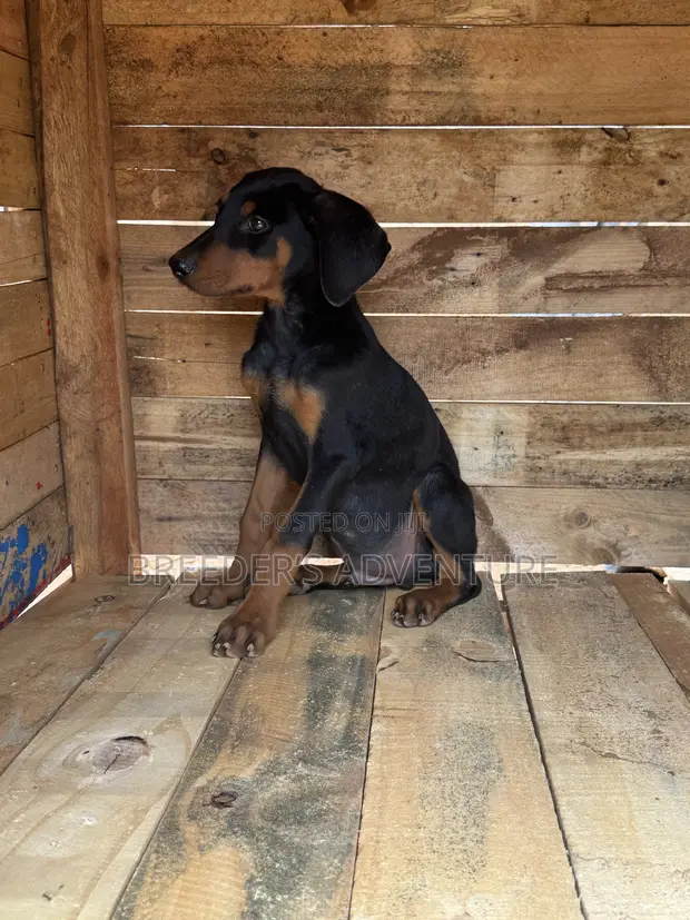 Purebred Doberman Pinscher Puppy (Male, 1-3 Months) - 1