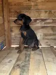 Purebred Doberman Pinscher Puppy (Male, 1-3 Months) - 1