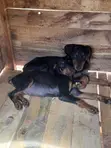 Purebred Doberman Pinscher Puppy (Male, 1-3 Months) - 2