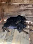 Purebred Doberman Pinscher Puppy (Male, 1-3 Months) - 3