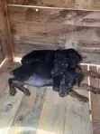 Purebred Doberman Pinscher Puppy (Male, 1-3 Months) - 4