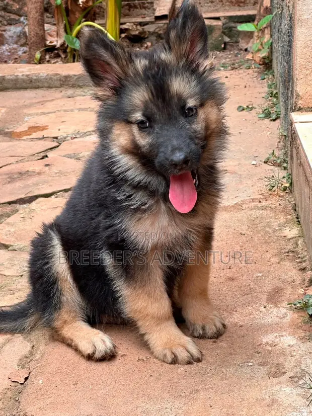 Female Purebred German Shepherd Puppy (1-3 Months) - 1