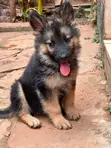 Female Purebred German Shepherd Puppy (1-3 Months) - 1