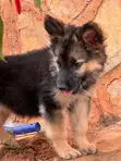 Female Purebred German Shepherd Puppy (1-3 Months) - 2