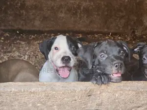 1-3 Month Male Purebred American Pit Bull Terrier