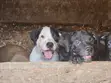 1-3 Month Male Purebred American Pit Bull Terrier - 1