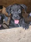 1-3 Month Male Purebred American Pit Bull Terrier - 2