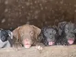 1-3 Month Male Purebred American Pit Bull Terrier - 3