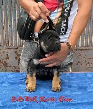 Purebred Cane Corso Puppies (1-3 Months Old)
