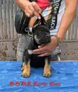 Purebred Cane Corso Puppies (1-3 Months Old) - 1