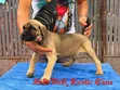 Purebred Cane Corso Puppies (1-3 Months Old) - 2