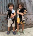 Purebred Cane Corso Puppies (1-3 Months Old) - 3