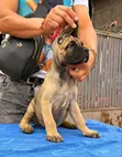 Purebred Cane Corso Puppies (1-3 Months Old) - 4