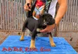 Purebred Cane Corso Puppies (1-3 Months Old) - 5