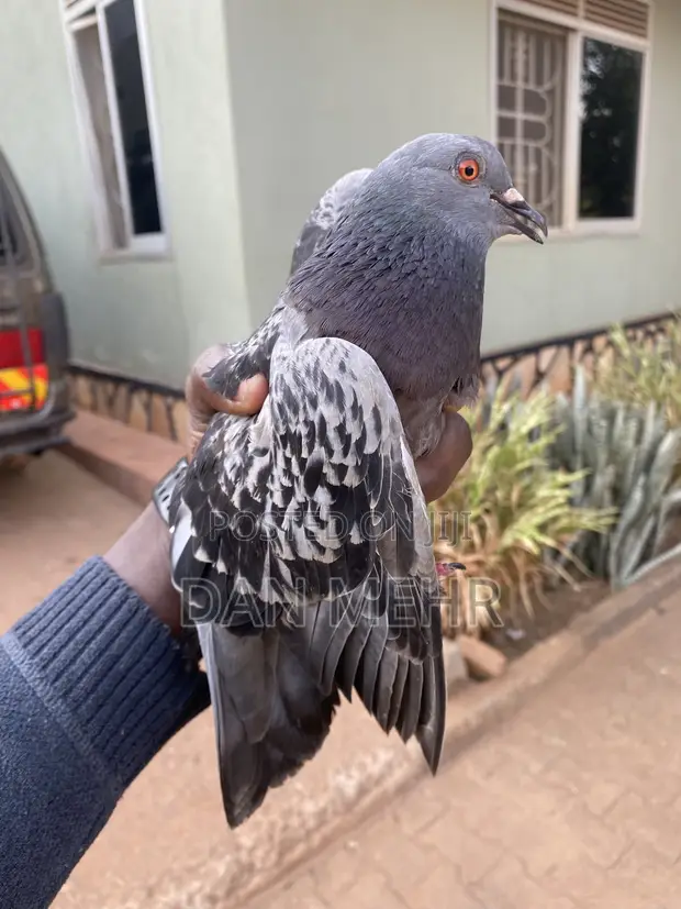 Indigenous Pigeons - 1