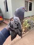 Indigenous Pigeons - 1