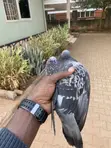 Indigenous Pigeons - 2