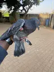 Local Pigeons - Pair - 1