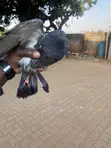 Local Pigeons - Pair - 2