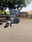 Local Pigeons - Pair - 3