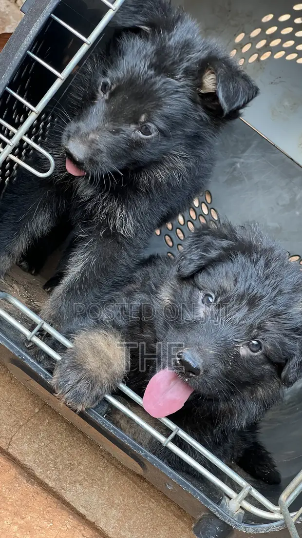Male Purebred German Shepherd Puppy (1-3 Months) - 1