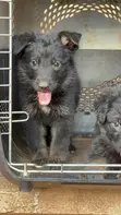 Male Purebred German Shepherd Puppy (1-3 Months) - 2