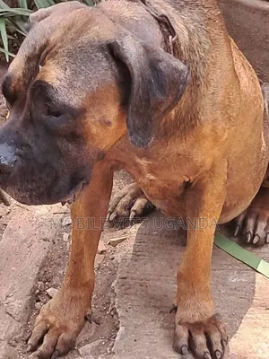 Female Purebred Boerboel, 6-12 Months