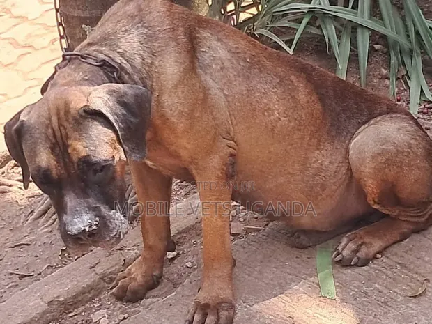 Purebred Boerboel Female - 1+ Year Old - 1