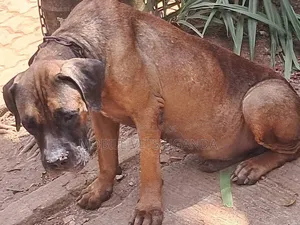 Purebred Boerboel Female - 1+ Year Old