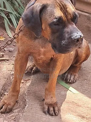 Purebred Boerboel Female Puppy (3-6 Months)