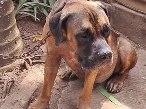 3-6 Month Male Purebred Boerboel Puppy