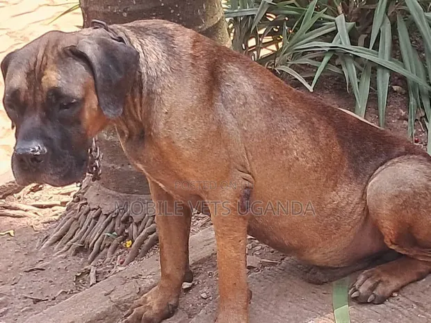 Female Purebred Boerboel Puppy (1-3 Months) - 1