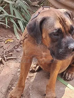 Purebred Boerboel Puppy - 1-3 Months Old