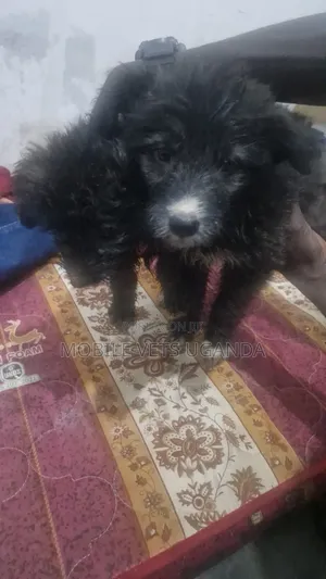 Female Japanese Spitz Puppy (3-6 Months)