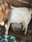 Boer Goats - Local & Crossbreeds - 1