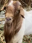 Boer Goats - Local & Crossbreeds - 2