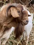 Boer Goats - Local & Crossbreeds - 3