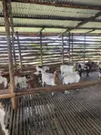 Boer Goats - Local & Crossbreeds - 4