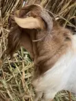 Boer Goats - Local & Crossbreeds - 5