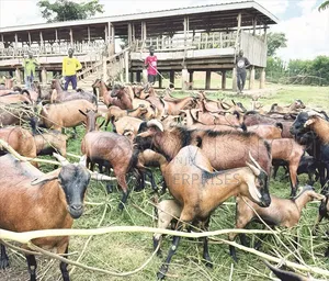Goats for Sale in Kampala