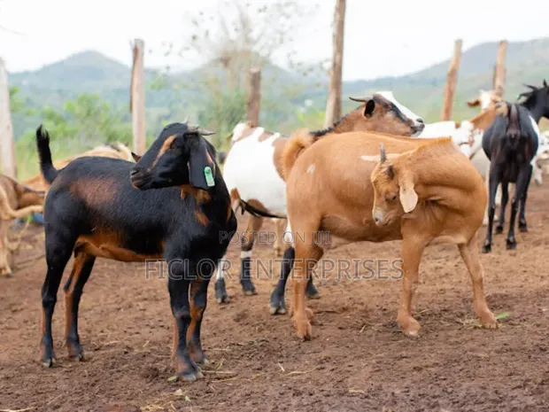 Live Goats for Sale - Uganda - 1