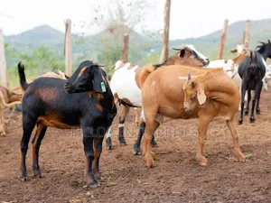 Live Goats for Sale - Uganda