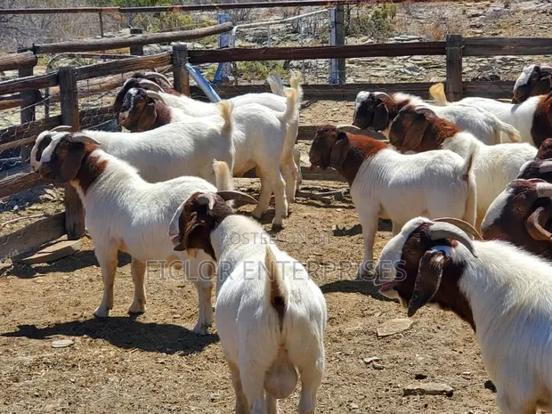 Goats for Meat/Slaughter - Available - 1