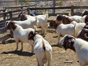 Goats for Meat/Slaughter - Available