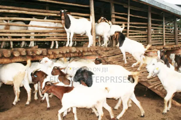 Boer Goats for Sale - 1