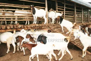 Boer Goats for Sale
