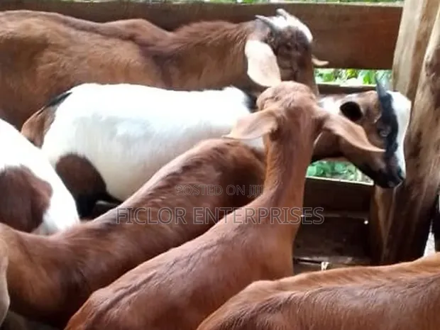 Goat Supplier for Butchers & Restaurants - Kampala - 1