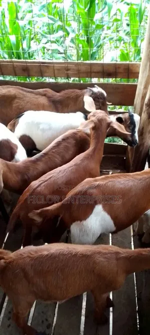Bulk Goats for Sale - Kampala