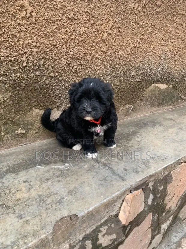 Purebred Maltese Puppies (1-3 Months Old) - 1