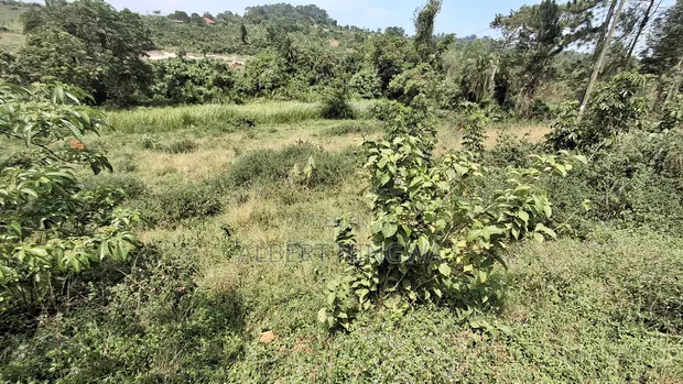 Two 50x100ft Plots for Sale in Galamba - 1